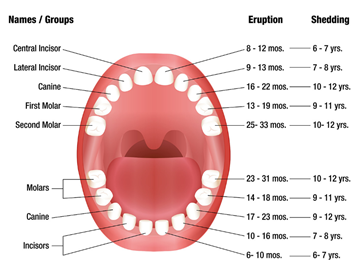 Tooth Identification Chart