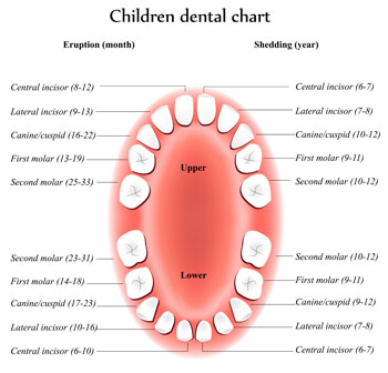 Pediatric Dentist - Tooth Eruption Chart